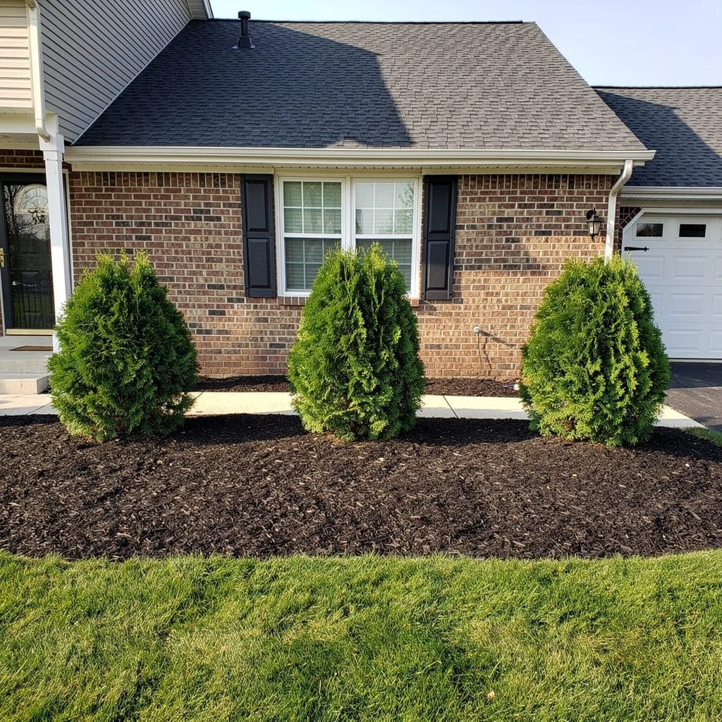 The Arborvitae Trio on Black Mulch That Nails Proportion