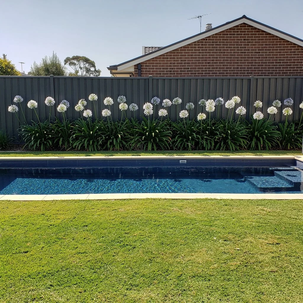 The Agapanthus Pool Border Against a Dark Fence That Requires Almost No Maintenance