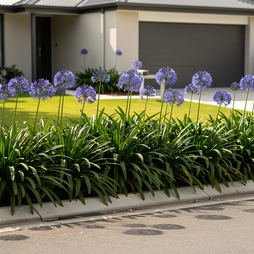 Agapanthus Curb Border