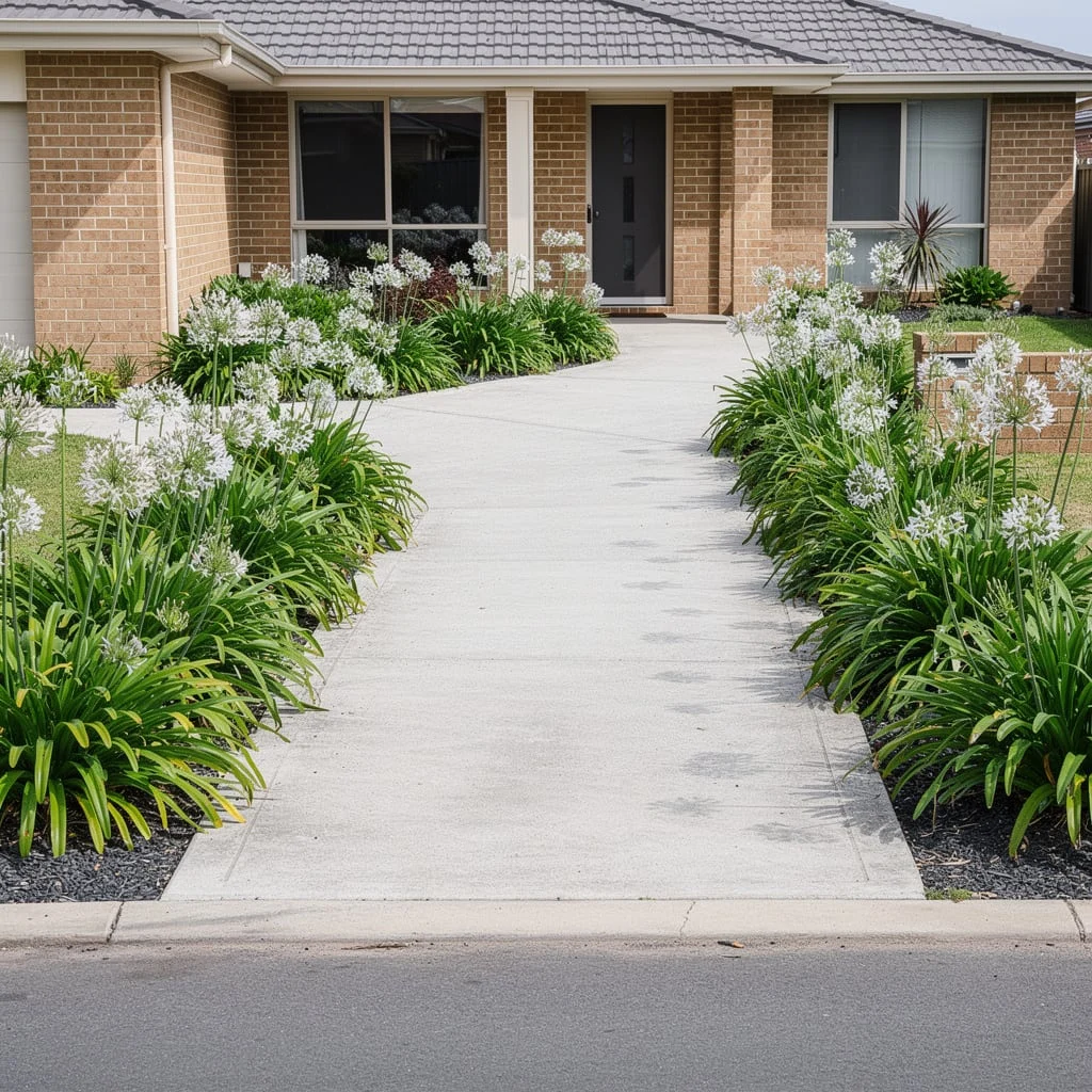The White Agapanthus Driveway Border That Blooms Twice a Year and Then Stops Asking for Things